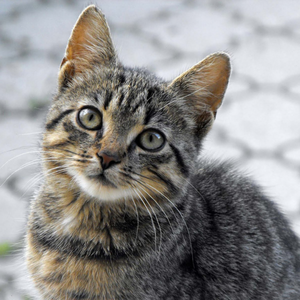 Arquivo:Cat.png