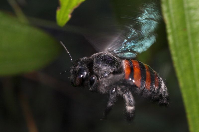 Arquivo:Xylocopa frontalis.jpg