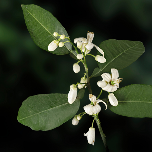 Arquivo:Flor de laranjeira.png