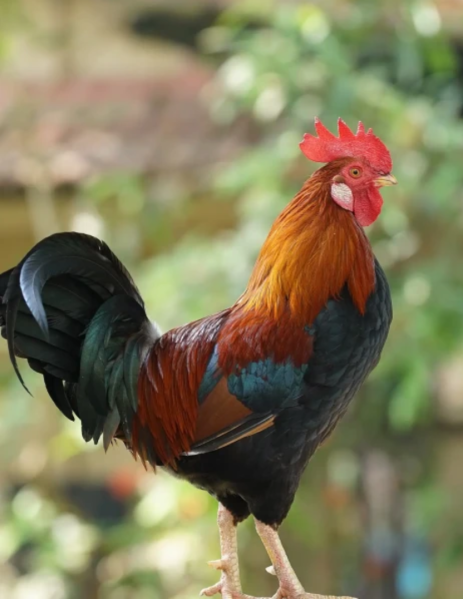 Arquivo:Galo.png